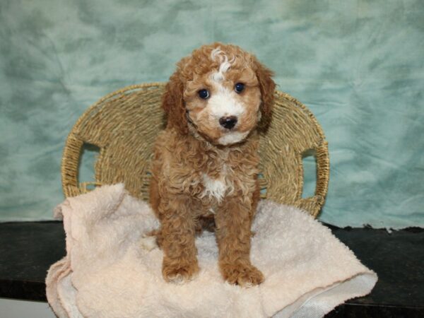 Cavapoo-DOG-Male--20729-Petland Dalton, Georgia