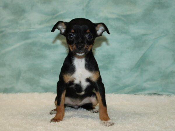 Chihuahua Dog Female Black / Tan 20735 Petland Dalton, Georgia