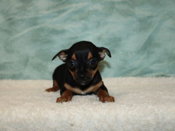 Chihuahua Dog Female Black / Tan 9635 Petland Dalton, Georgia