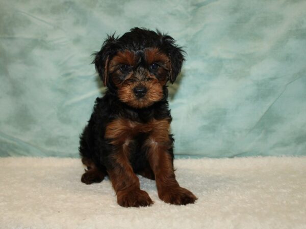 Yorkiepoo DOG Female Black / Tan 9629 Petland Dalton, Georgia