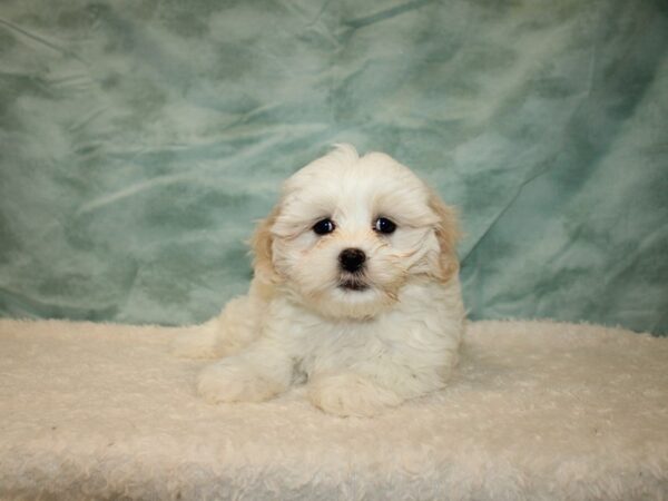 Marshmellow-DOG-Female-Cream / White-9630-Petland Dalton, Georgia