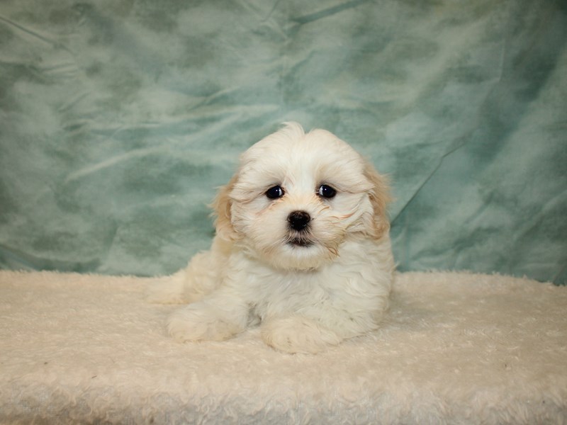 Marshmellow-Female-Cream / White-3949657-Petland Dalton