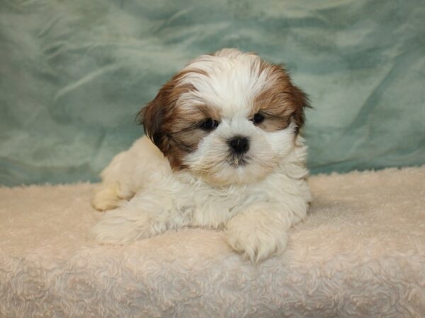 Shih Tzu Dog Male Gold & White 9650 Petland Dalton, Georgia