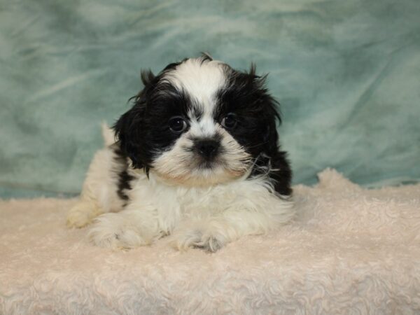 2nd Generation Teddy Bear DOG Male Black & white 20742 Petland Dalton, Georgia