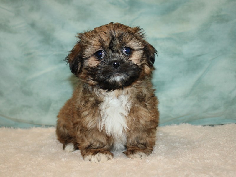 Shih Tzu Puppy Gold ID:20738 Located at Petland Dalton, Georgia