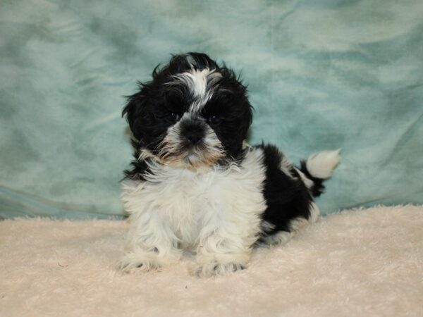 2nd Generation Teddy Bear-Dog-Male-Black & White-9633-Petland Dalton, Georgia