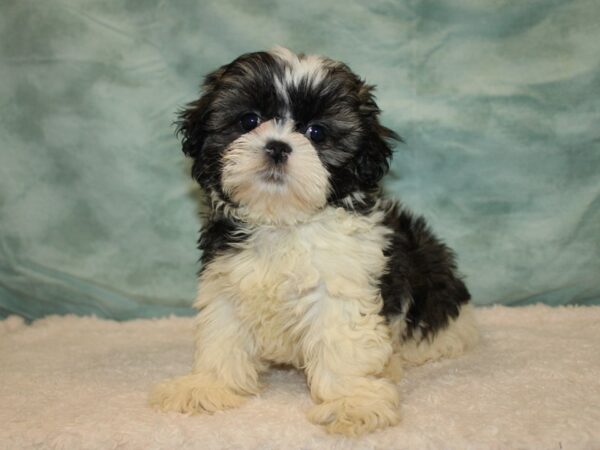 Shih Tzu-Dog-Female-Brindle & white-9632-Petland Dalton, Georgia