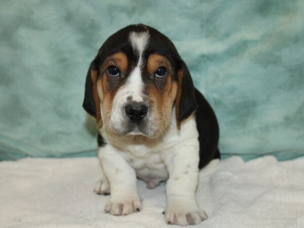 Walrus-Dog-Male-Tri-Colored-20739-Petland Dalton, Georgia