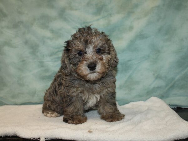 Yorkiepoo DOG Male Blue Merle 20745 Petland Dalton, Georgia