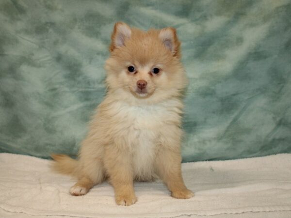 Pomeranian-DOG-Female-Cream-20734-Petland Dalton, Georgia