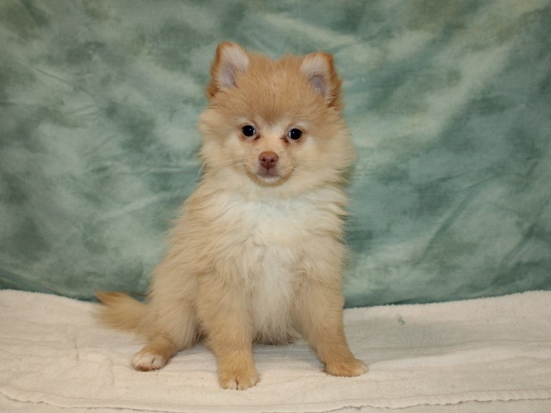 Pomeranian-Female-Cream-3947320-Petland Dalton