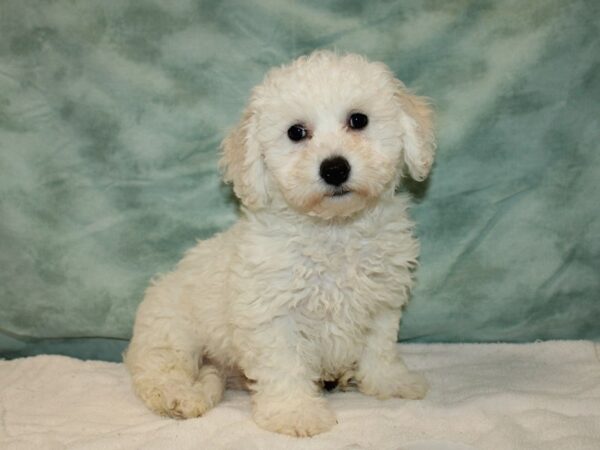 Bichon Frise Dog Male White 20730 Petland Dalton, Georgia