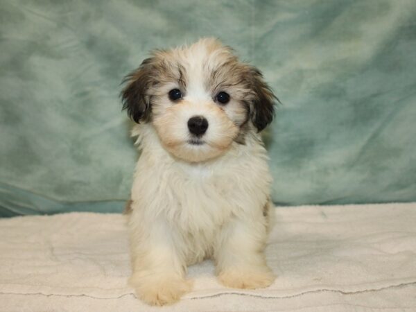 Havanese Dog Female Gold Sable 20731 Petland Dalton, Georgia