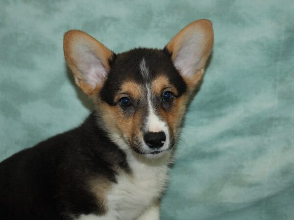 Pembroke Welsh Corgi Dog Male Black and Tan 20733 Petland Dalton, Georgia