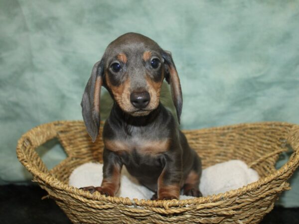 Dachshund DOG Male Blue & tan 9649 Petland Dalton, Georgia