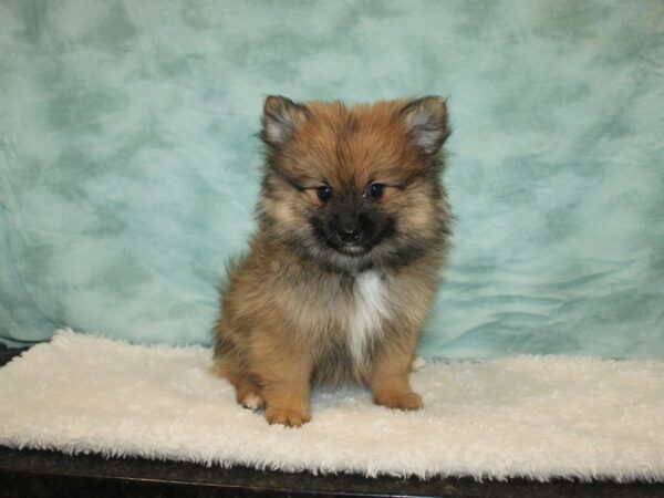 Pomeranian-Dog-Male-Orange Sable-9642-Petland Dalton, Georgia