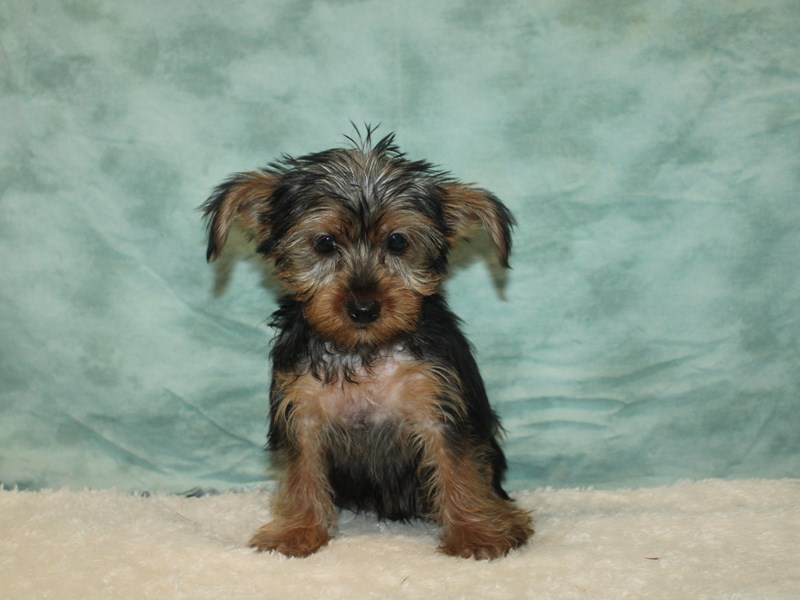Yorkshire Terrier-Male-Black and Tan-3957960-Petland Dalton