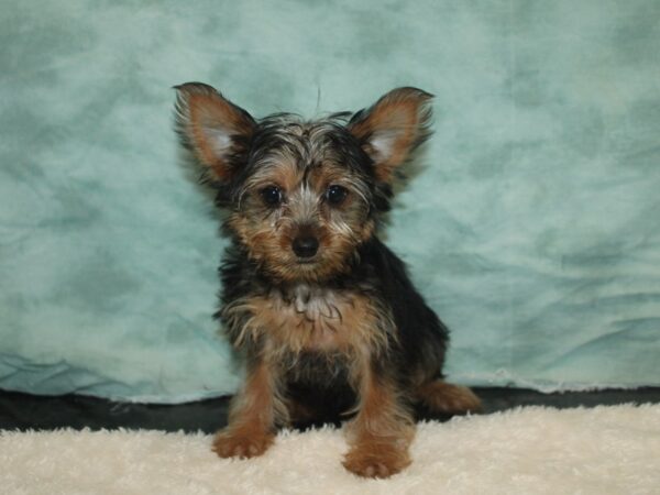 Yorkshire Terrier-Dog-Female-Black and Tan-20751-Petland Dalton, Georgia