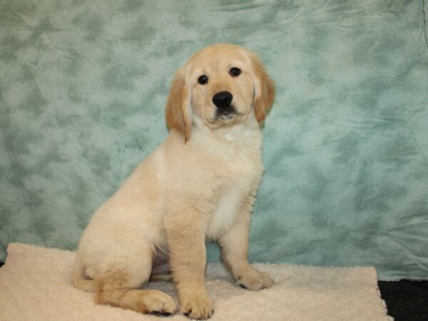 Golden Retriever DOG Male Golden 9641 Petland Dalton, Georgia