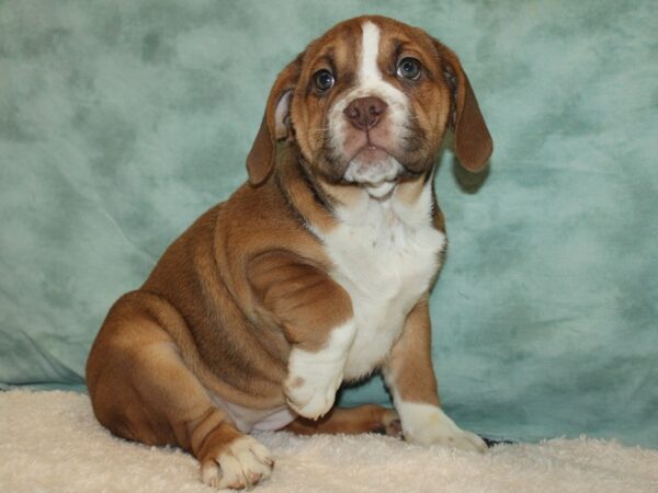 Beabull-Dog-Female-Fawn / White-20768-Petland Dalton, Georgia