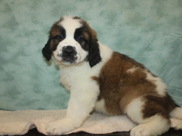 Saint Bernard DOG Female Sable / White 20763 Petland Dalton, Georgia