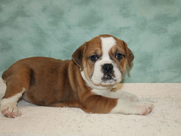 Beabull Dog Female Fawn / White 9645 Petland Dalton, Georgia