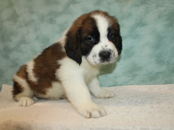 Saint Bernard-Dog-Female-Sable / White-9647-Petland Dalton, Georgia