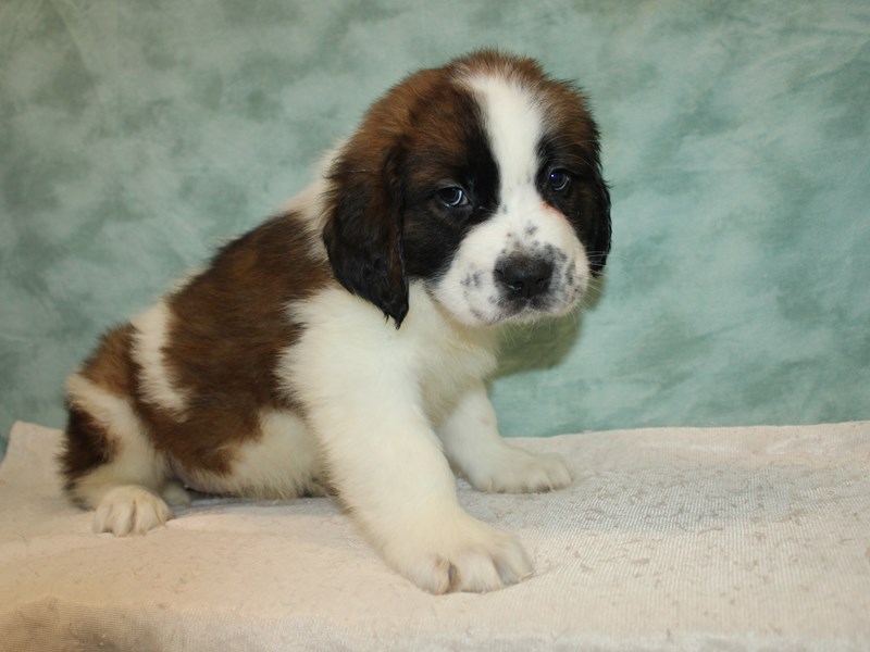 Saint Bernard-Female-Sable / White-3959732-Petland Dalton