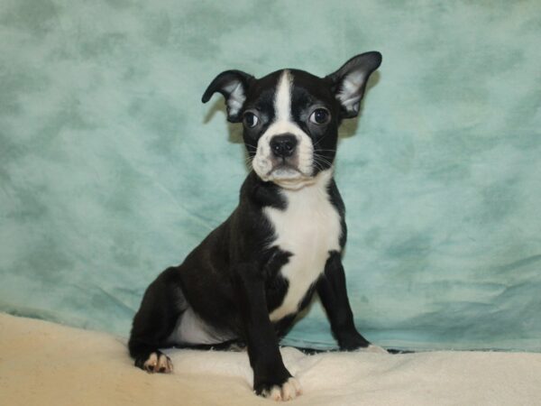 Boston Terrier Dog Male Black Brindle and White 9640 Petland Dalton, Georgia