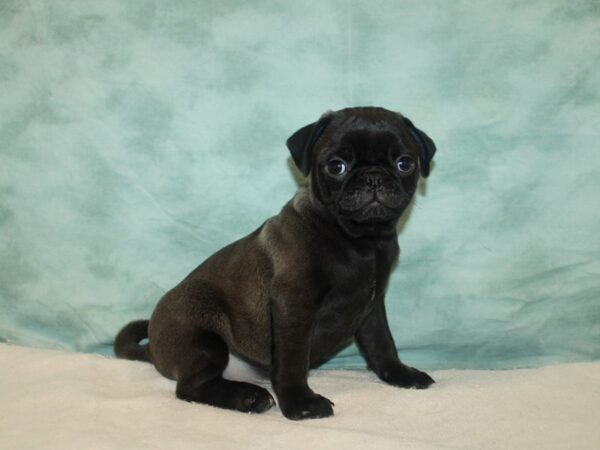 Pug DOG Male Black 20749 Petland Dalton, Georgia