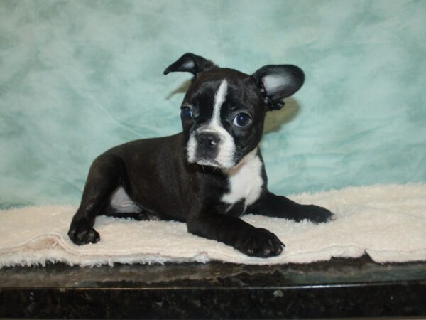 Boston Terrier Dog Male Black Brindle and White 20748 Petland Dalton, Georgia