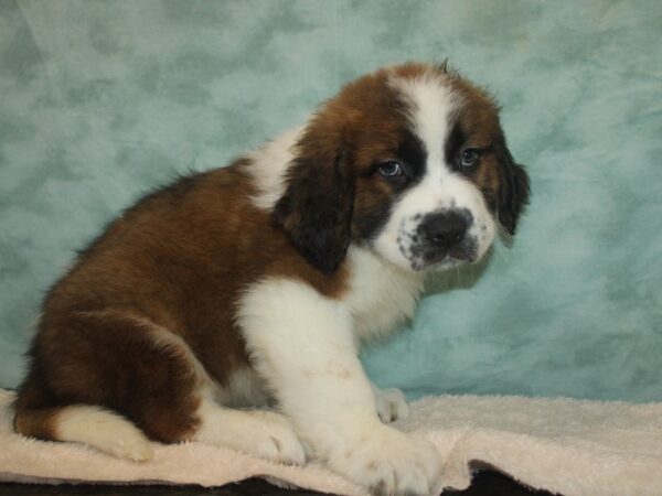 Saint Bernard Dog Male Sable / White 20764 Petland Dalton, Georgia