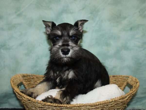 Miniature Schnauzer Dog Male Black and Silver 20775 Petland Dalton, Georgia