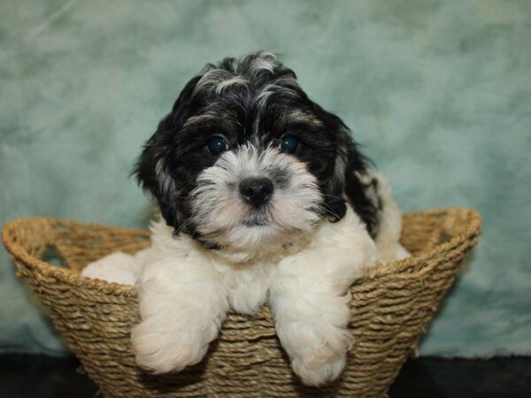 Teddy Bear DOG Male Black and White 20778 Petland Dalton, Georgia