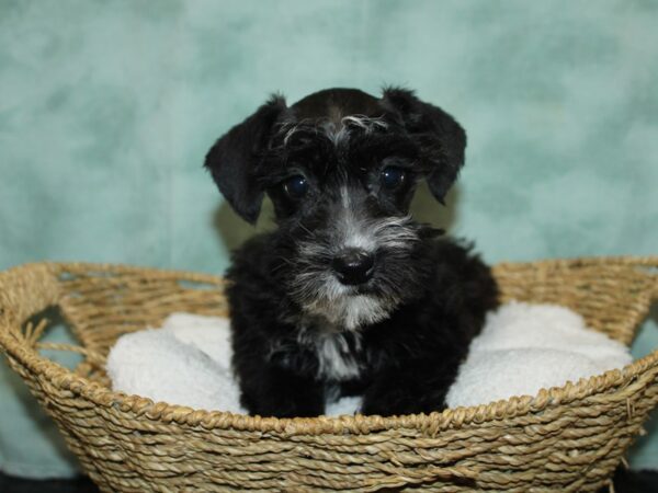 Schnoodle-DOG-Female-Black-9652-Petland Dalton, Georgia