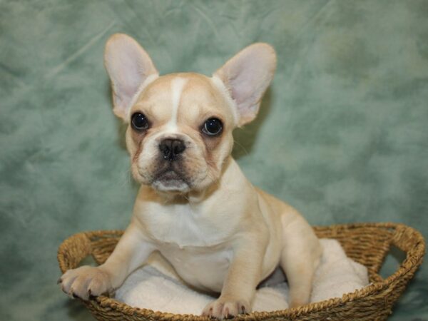 French Bulldog DOG Female Cream 20774 Petland Dalton, Georgia