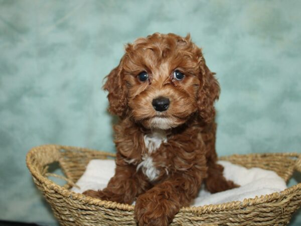 Cavapoo Dog Female Red 9655 Petland Dalton, Georgia