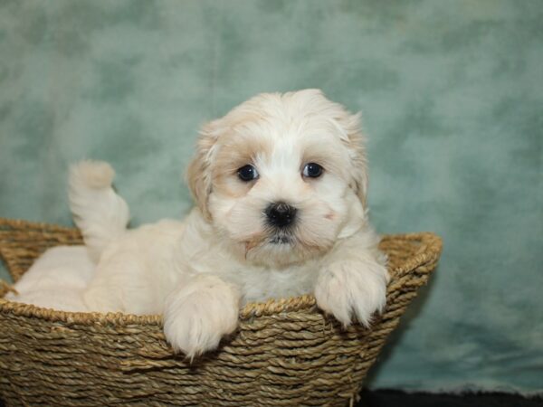 Marshmallow-Dog-Male-Cream / White-9657-Petland Dalton, Georgia