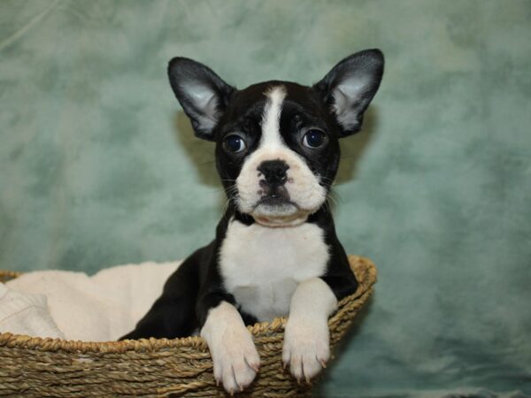 Boston Terrier Dog Female black and white 9658 Petland Dalton, Georgia