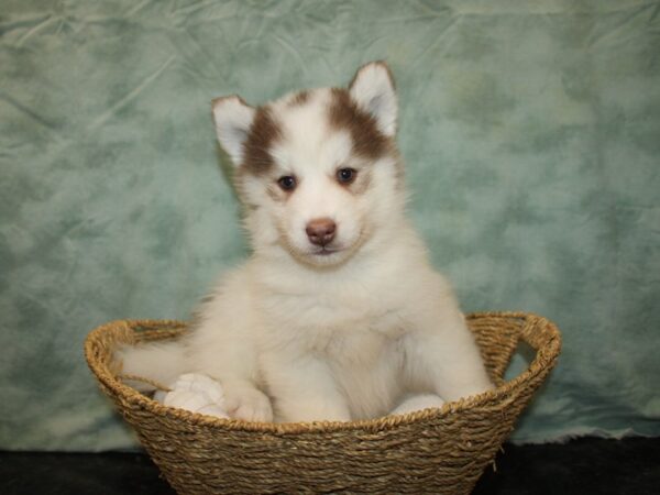 Huskimo DOG Male Red / White 9654 Petland Dalton, Georgia