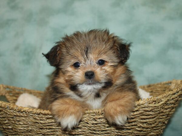 Shihpom-DOG-Female-Brown-20782-Petland Dalton, Georgia