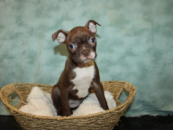 Boston Terrier Dog Female Red 20787 Petland Dalton, Georgia