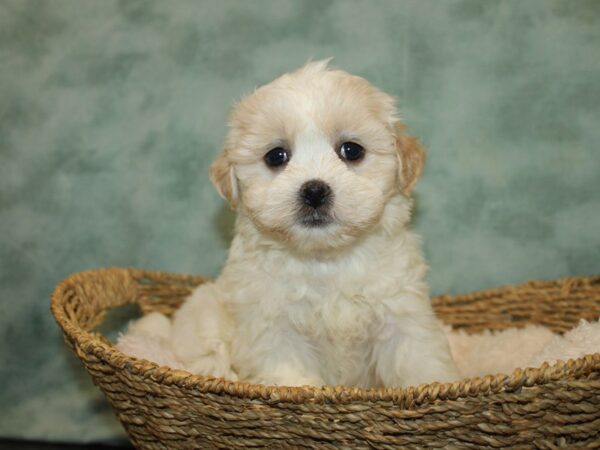 Teddy Bear Dog Female Cream 20785 Petland Dalton, Georgia