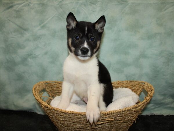 Shiba Inu Dog Male Black and Tan 20776 Petland Dalton, Georgia