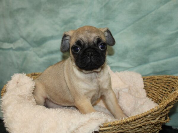 Pug DOG Female Fawn 20795 Petland Dalton, Georgia