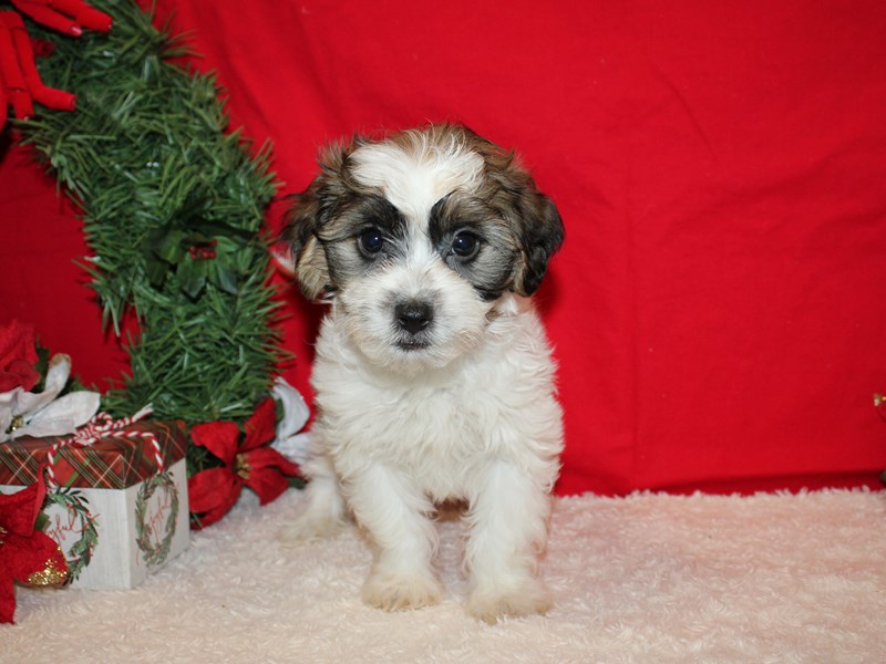 ShizaPoo-Male-Tri-Colored-3889539-Petland Dalton