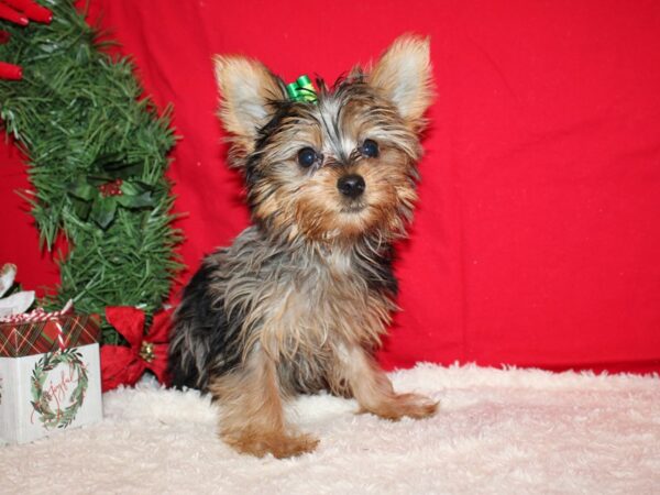 Yorkshire Terrier Dog Female Black Merle & Tan 9628 Petland Dalton, Georgia