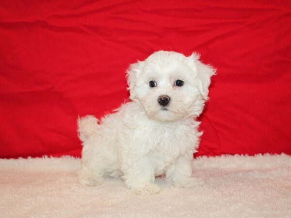 Coton De Tulear Dog Male White 9626 Petland Dalton, Georgia