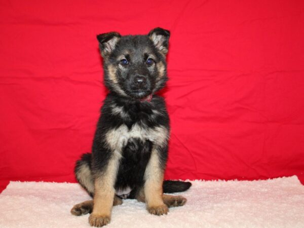 German Shepherd-Dog-Female-blk and tan-9627-Petland Dalton, Georgia