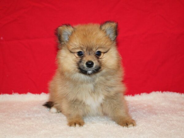 Pomeranian Dog Male 9665 Petland Dalton, Georgia